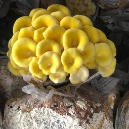 拍1发3 蘑菇菌包蘑菇种植包平菇菌棒菌种菇种四季家庭食用菌种子