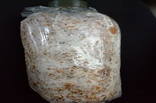 4袋69食用菌菌种菇种竹荪笙原种母种蘑菇种子二级菌包转栽培包邮