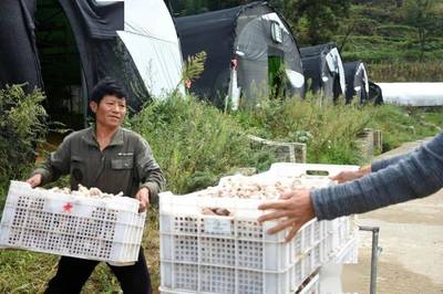 【大战一百天 打好收官战】发展食用菌 撑起“致富伞”