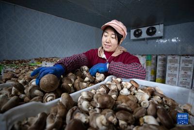 宁夏贺兰:食用菌产业助力乡村振兴